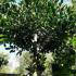 Holly Full Standard Trees, Evergreen Trees