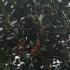 Mature Holly Trees for screening