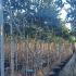 hollytreesfullstandard 2.75-3.25 m buy online UK.
