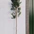 Holly Trees Full Standard 3-3.25 m buy online UK.