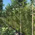 hollytreesfullstandard 3-3.25 m buy online UK.