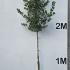 Holly Trees Full Standard 2.5-3 m buy online UK.