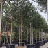 hollytreesfullstandard 3.5-4 m buy online UK.