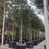 hollytreesfullstandard 4-4.5 m buy online UK.