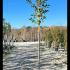Holly Trees Full Standard 2.75-3 m buy online UK.