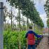 Holly Trees Full Standard 3-3.5 m buy online UK.