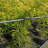 hls 1.75-2 m buy online UK.