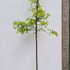 hls 3-3.5 m buy online UK.