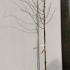 Honey Locust Sunburst Tree 3-3.50 m buy online UK.