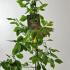 Hornbeam Hedge Carpinus Betulus 60-80 cm buy online UK.