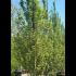 Hornbeam Hedge Carpinus Betulus 3.5-4 m buy online UK.