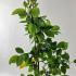 Hornbeam Hedge Carpinus Betulus 30-40 cm buy online UK.