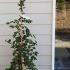 Hornbeam Hedge Carpinus Betulus 1.25-1.5 m buy online UK.