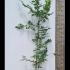 Hornbeam Hedge Carpinus Betulus 1.75-2 m buy online UK.