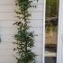 Hornbeam Hedge Carpinus Betulus 1.5-1.75 m buy online UK.