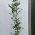 Hornbeam Hedge Carpinus Betulus 3-3.5 m buy online UK.