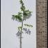 Hornbeam Hedge Carpinus Betulus 1-1.25 m buy online UK.