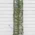 Hornbeam Topiary Columns or Carpinus Betulus Topiary Columns - unusual topiary columns that look stunning as they mature and fill out. In Cylindrical or cubed shapes