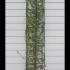 Hornbeam Topiary Columns 2.1 m buy online UK.