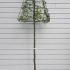Hornbeam Topiary Trees on a long clear stem with a pyramid or triangular-shaped crown.