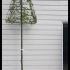 Hornbeam Topiary Pyramid 3 m buy online UK.