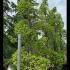 Hornbeam Topiary Spirals Carpinus Betulus 3-3.5 m buy online UK.
