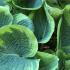 Green variegated Hosta in a woodland garden UK