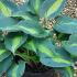 Hosta Plantain Lily 10-20 cm buy online UK.