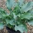 Hosta Plantain Lily 10-20 cm buy online UK.