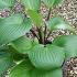 Hosta Plantain Lily 10-20 cm buy online UK.