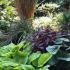 Hostas growing as underplanting in a landscape setting - UK garden