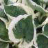 Hosta Francee, variegated Hosta, green with white margins - lovely foliage plant for semi shady areas. Buy UK