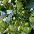 Humulus Lupulus or Common Hop is a vigorous climbing plant known for its distinctive cone-shaped flowers that are used in brewing adding both beauty and functionality to gardens.