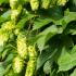 Humulus Lupulus or Common Hop Native Deciduous Climber, with summer flowers, buy UK