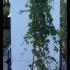 Humulus Lupulus or Common Hop 1.75-2 m buy online UK.