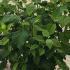 Hydrangea Annabelle 1-1.25 m buy online UK.