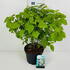 hydannabelle 50-60 cm buy online UK.
