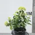 hydannabelle 60-80 cm buy online UK.