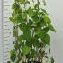 Hydrangea Annabelle 1-1.2 m buy online UK.