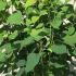 Hydrangea Annabelle 80-100 cm buy online UK.