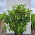 hacb 1-1.25 m buy online UK.