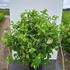 hacb 80-100 cm buy online UK.