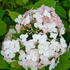 Hydrangea Arborescens Candybelle Bubblegum