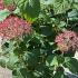 Hydrangea Arborescens Invincibelle Pink Annabelle 80-100 cm buy online UK.