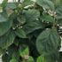 Hydrangea Arborescens Ruby Annabelle 40-50 cm buy online UK.