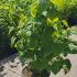 Hydrangea Arborescens Strong Annabelle 1-1.25 m buy online UK.