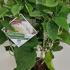 Hydrangea Arborescens Strong Annabelle 25-30 cm buy online UK.