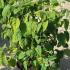 hasa 60-80 cm buy online UK.