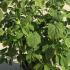 hasa 80-100 cm buy online UK.