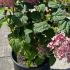 Hydrangea Arborescens Sweet Annabelle 80-100 cm buy online UK.